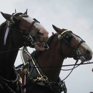 Meet your Posher, Cheryl